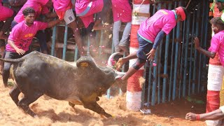 திருப்பூர் அலகுமலை ஜல்லிக்கட்டு 2023 Videos  Tiruppur Alagumalai Jallikattu 2023 Videos [upl. by Aileon]