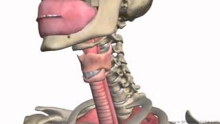 Respiratory System Introduction  Part 1 Nose to Bronchi  3D Anatomy Tutorial [upl. by Zuleika166]