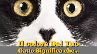 Significato colore del tuo Gatto [upl. by Lacim713]