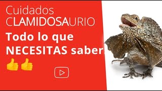 QUIERES SABER CÓMO CUIDAR UN CLAMIDOSAURIO PUES 👀👀 El VÍDEO [upl. by Eilssel776]