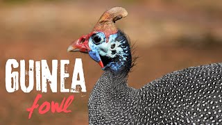 Guinea fowl sounds and vocalizations [upl. by Attem]