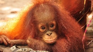 Jumbo the Orangutan [upl. by Lindberg]