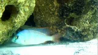 Placidochromis johnstoni solo  Breeding Dress [upl. by Gregorio968]