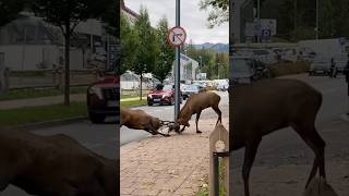 ZAKOPANE JELENIE NA ULICY 🦉 [upl. by Yramliw]