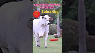 Jay Gau Mata ki 🙏🙏🙏🙏🙏cowyshortsgaumatatrending [upl. by Ilagam]