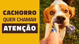 Seu cachorro quer chamar sua atenção [upl. by Ojok]