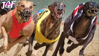 Greyhound legend 525 yard Track Race Showdown [upl. by Morrell]