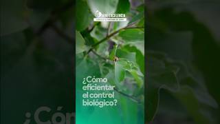 ¿Cómo eficientar el control biológico 🕷️🐞 controlbiologico plagas acaros pulgones [upl. by Atekal429]