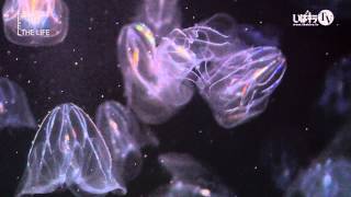 「海」の「月」の神秘 part 4“カブトクラゲ／Bolinopsis mikado MOSER” 4KAQUARIUM Feel the Life [upl. by Chemesh242]