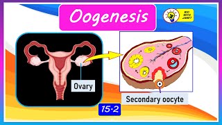 FORM 4 CHAPTER 15 152  OOGENESIS IN HUMANS [upl. by Blim]