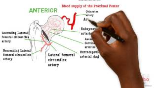 Basic Sciences  Blood Supply of the Femoral head [upl. by Netsrijk]