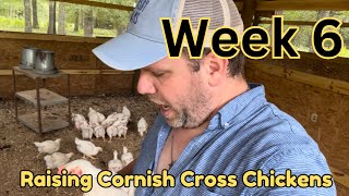 Raising Cornish Cross meat chickens  week 6 [upl. by Nnaecyoj]