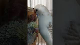 budgie mom feeding baby budgies [upl. by Lienet]