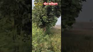 मेरे गांव खेत खलिहान का बेस्ट वीडियो बेस्ट वीडियो My village viralshot viralvideos [upl. by Acirederf]