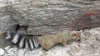 Ringtail Cat in AZ  Best Footage [upl. by Eusadnilem]