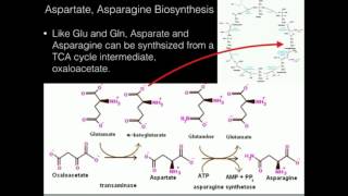 Aspartate Asparagine Biosynthesis [upl. by Maya208]