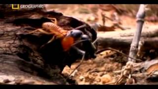 Matabele ants vs termite soldiers [upl. by Barvick]