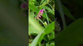 Persicaria longisetsjhurkhunnagreen leaf vegetable food recipes [upl. by Ahsinor]