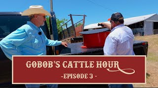 GoBobs Cattle Hour  Episode 3 Mineral Feeders [upl. by Albertina]