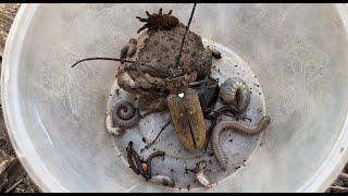 Amazing Hunting One Centipede One Bullfrog Millipedes and Two Black Beetles In Stump 4K insects [upl. by Fini]