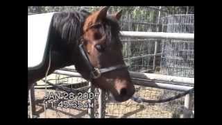 MediConsult MRS2000  iMRS saves life of a horse [upl. by Baugh427]