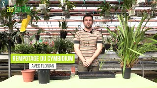 DIVISION et REMPOTAGE du CYMBIDIUM une ORCHIDÉE très FACILE aux FORT DÉVELOPPEMENT [upl. by Aicenat468]