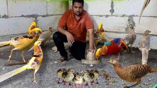 Start Now Pheasant Farming In Punjab  Hen hatching eggs  Biggest Pheasant Farm Hsn Entertainment [upl. by Nomihs]