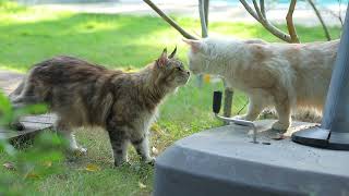 Maine Coon mother cat protects her baby kittens [upl. by Nidya]