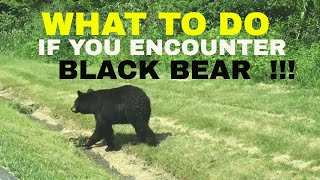 WHAT TO DO IF YOU ENCOUNTER A BLACK BEAR [upl. by Sternlight543]