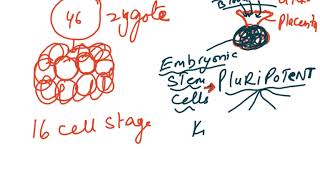 CHAPTER 5 MITOSIS VIDEO 2 [upl. by Angelika]