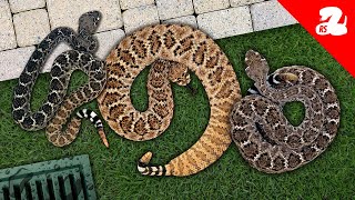 3 Rattlesnakes in a Drain Pipe [upl. by Ranitta]