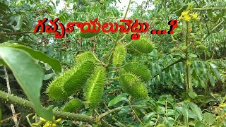 Gachakaya chettu caesalpinia  గచ్చకాయలుచెట్టుin Telugu [upl. by Hallsy]