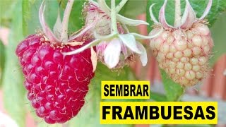 COMO PLANTAR FRAMBUESAS Franbueso Rubus Idaeus frutos rojos  VIVIR EN EL CAMPO [upl. by Gorrian]