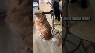 Judgemental Cat 🎥 leilathegoldenretriever IG shorts [upl. by Laeno67]