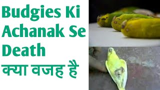 Bird Ki Achanak Se Death Ho Jana  Why [upl. by Airretnahs]