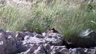 Kurdish Wheatear Nemrut dagi Turkey May 2024 [upl. by Llerehc]