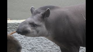 Zuid Amerikaanse tapir  South American tapir  Dierenpark ZieZoo [upl. by Savill288]