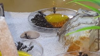 Tar Heel Ants Colony Update  Large Colony of Amazing Formica subsericea Ants [upl. by Julis786]