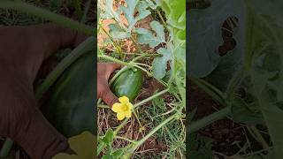 Watermelon 🍉 drip dose farming jamkhandi farmer krishiannadata agriculture sudinlife annadata [upl. by Ajup]