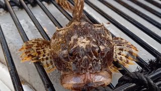 Shorthorn sculpin 2 [upl. by Ellehcram]