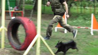 Шипперке бежит аджилити Фрагмент тренировки  Schipperke agility training [upl. by Armington29]