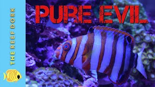 Watch This Before You Get A Harlequin Tuskfish [upl. by Thayer746]