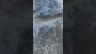 Blacknose shark twisted out of my hand to release tight lines [upl. by Elrod73]