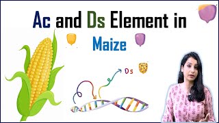 AC and DS Element in Maize II Transposons I Transposable Elements [upl. by Assyli14]