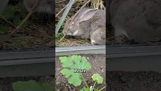 Flemish giant rabbit Gets Angry With Them 🙈 [upl. by Odiug]