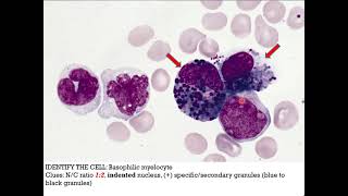 SR Hematopoiesis [upl. by Cart]