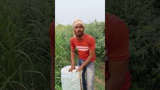 हां फकड्या viralshort kisanuniyan kisankidunya kisangyan funny comedy sorts kisangani [upl. by Gage130]