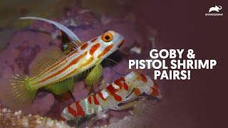 Goby amp Pistol Shrimp Pairs  Animal Facts  Animal Planet [upl. by Odraner870]