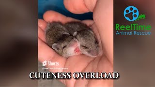 Cuteness Overload Baby Mice Yawning Will Melt Your Heart  Living Sky Wildlife Rehabilitation [upl. by Kcyrred856]