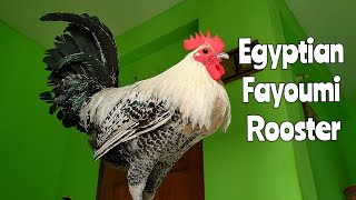 Beautiful Egyptian Fayoumi Rooster [upl. by Athenian]